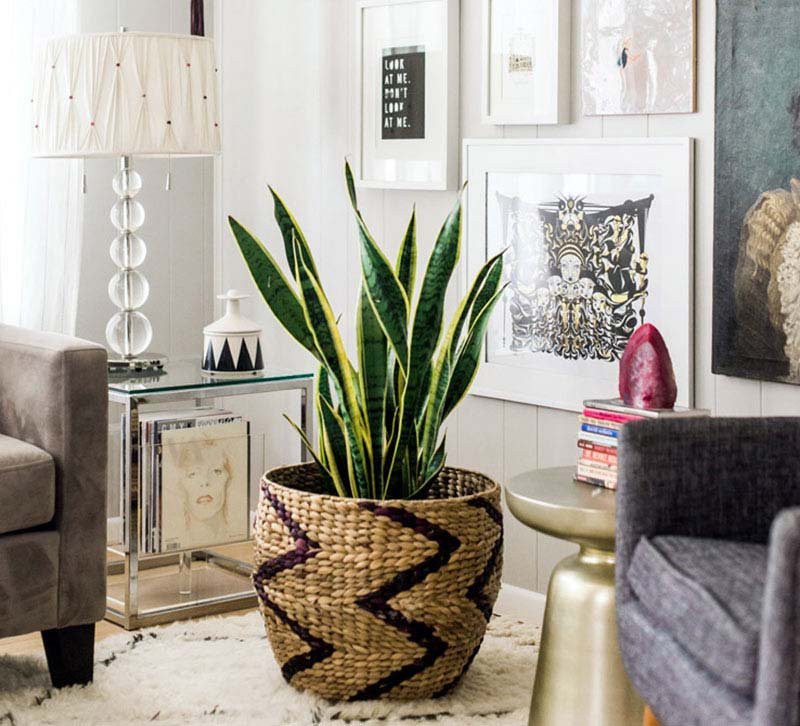 Plants: how to use them in decoration