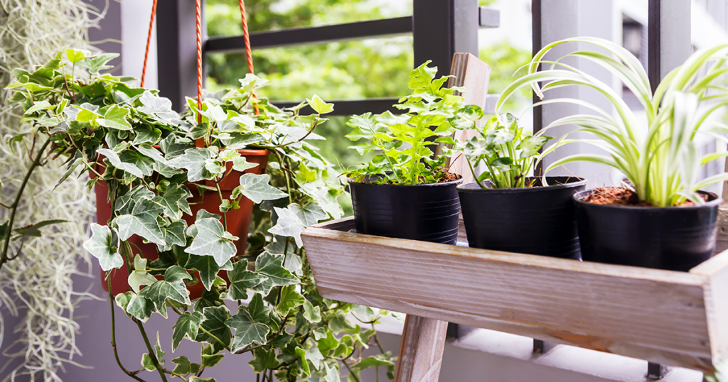 Garden in the apartment: discover the advantages