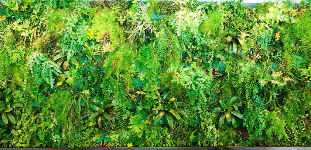 The beauty and freshness of vertical gardens