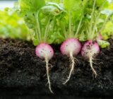 3 mistakes I made with my radishes… until I understood this detail