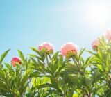 Because I always prune my peonies at the right time and never before