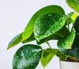 Because I always water at the roots and not on the leaves, even when it’s hot