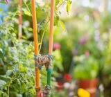 I no longer transplant anything without using this homemade stake