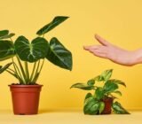 I will never mix these two plants in a planter again after this observation.