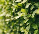 I won’t cry anymore otherwise