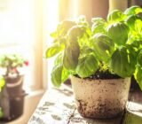 It was by placing this pot in the east that my basil finally lasted the summer
