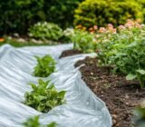 Mistakes to absolutely avoid in the garden when approaching Ice Saints