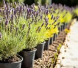 “Never put your lavender in this place” a nurseryman told me