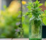 One cut bottle was enough to liven up my tired mint jar