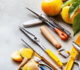 The mistakes I made pruning my fruit trees cost me an entire season