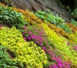 The sloping corner of the garden is stabilized with 3 perennial ground cover plants