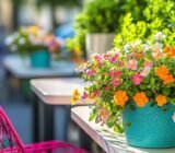These 4 flowers planted at the end of May have transformed my terrace into a corner of paradise