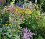 Why does this flower attract bees so much, according to my horticulturist?